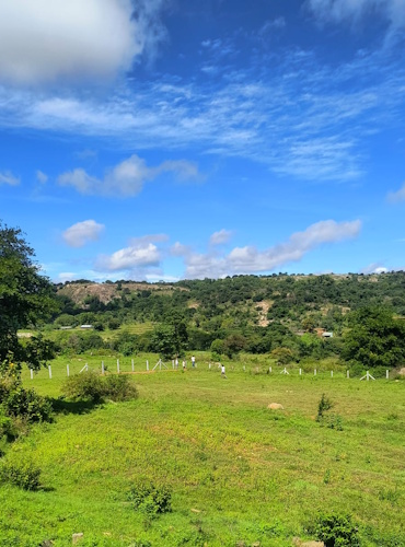 temple trees by Sunnyside Farmz temple trees