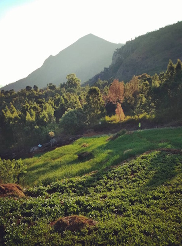 wild walkers Wild Walkers by Sunnyside Farmz